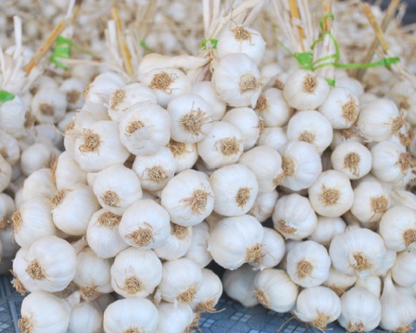 Tỏi lý sơn